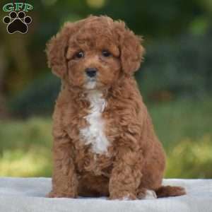 Viola, Cavapoo Puppy